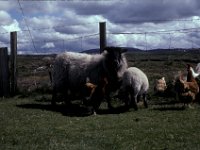 Islay Scotland Sheep Chicken